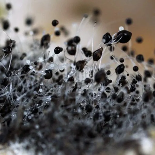 Black mold growth found during a mold inspection