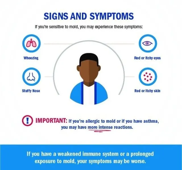 Prevent Mold Growth Before It Starts