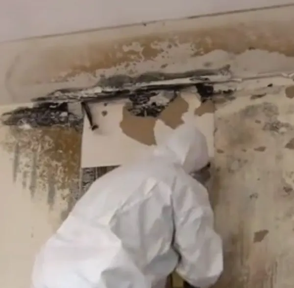 Mold growth being assessed during a mold remediation job